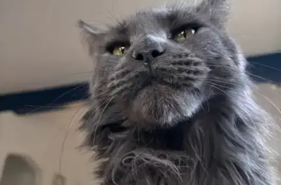 Lost Gray Cat Near North Grant St, 514