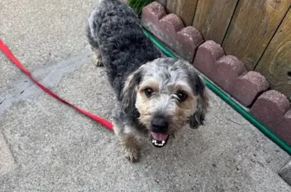 Found: Small Poodle Mix on Wrightwood Ave
