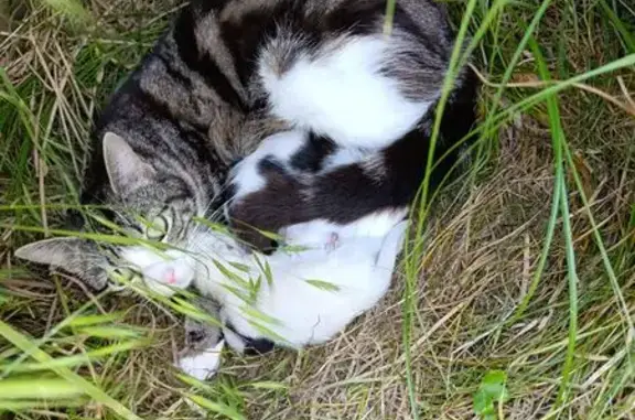 Chatte tricolore craintive à Mimizan - photo