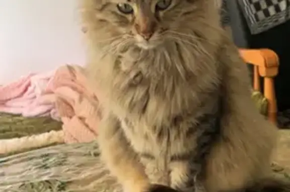 Chat perdu à Valence, 8 ans, robe marbrée - photo