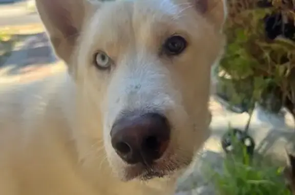 Help Find Zeus: Unique Husky Lost in LA
