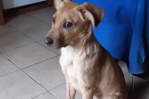 Chiot beige 4-6 mois trouvé à Jourgnac - photo