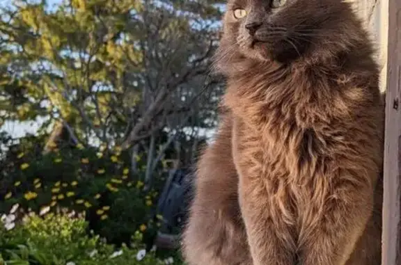 Lost Gray Cat: Remy, Spanaway Area