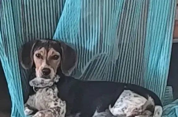 Chien perdu , photo : Chien perdu noir tacheté à Cuxac-d'Aude