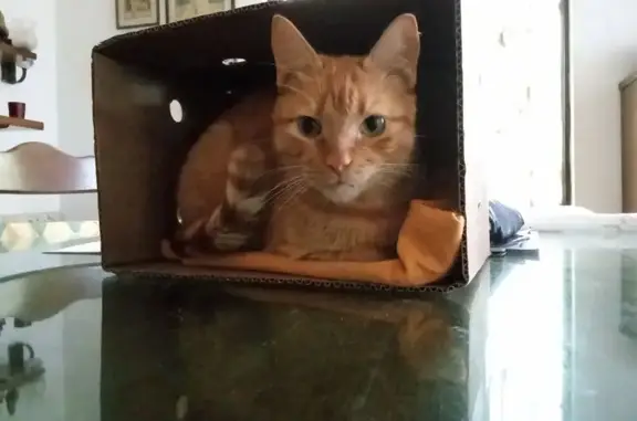 ¡Ayuda a Encontrar a Ferdi, Gato Tabby!