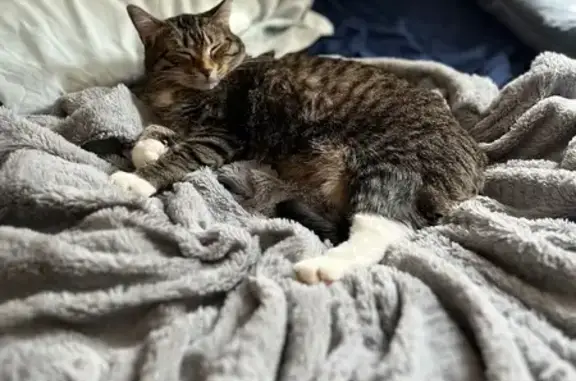 Lost: Ivy the Sweet, Striped Cat in Appleton
