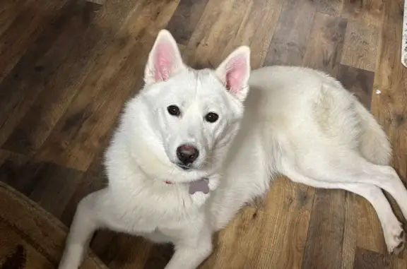 Lost White Husky: East 100th Ave Area