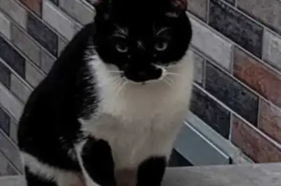 ¡Ayuda! Gatito Perdido en Málaga