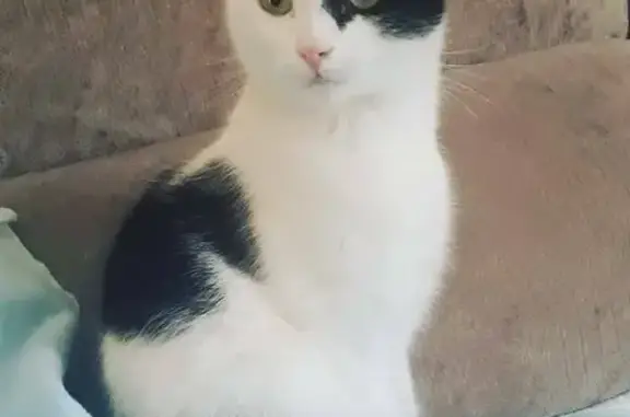 Gato Perdido: Asustadizo y Cariñoso en Peligro