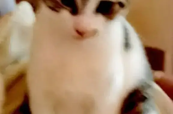 Chat perdu : blanc et tigré à Bourgneuf - photo