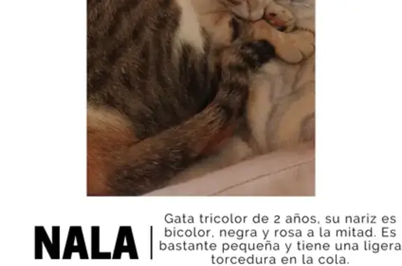 ¡Gata Calico Perdida en Frama!