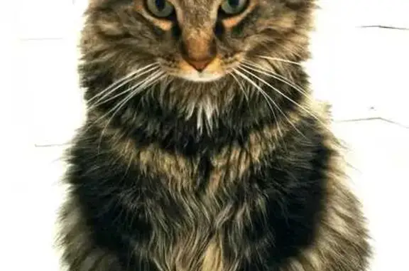 Chatte européenne perdue à St-Clair-de-la-Tour - photo