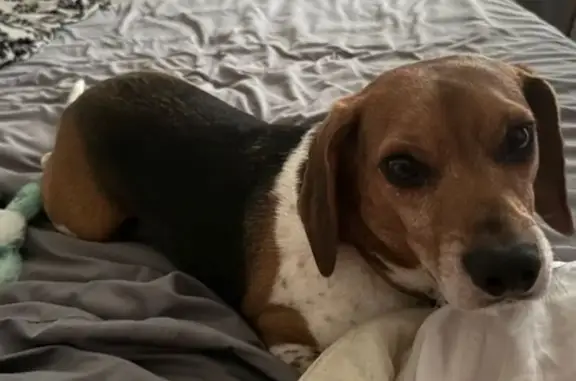 Lost Beagle: Black/Brown/White, Highwood