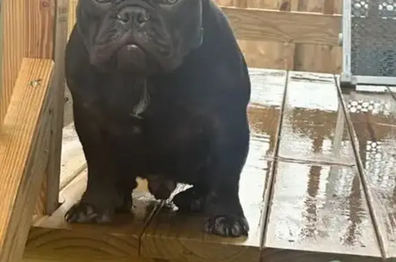 Lost Black Dog with Blue Collar in VA
