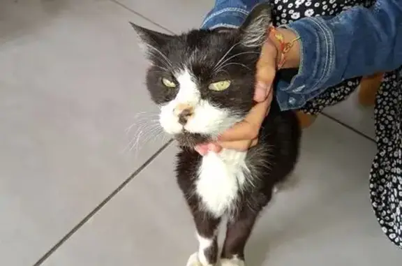 Animaux trouvés Monéteau, photo: Chat noir et blanc trouvé à Monéteau