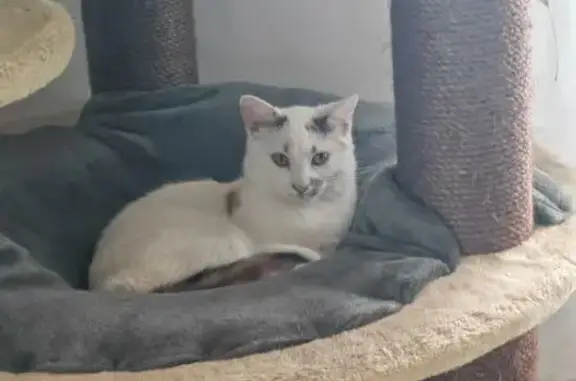 Chatte Perle perdue, 2 ans, Le Mans - photo