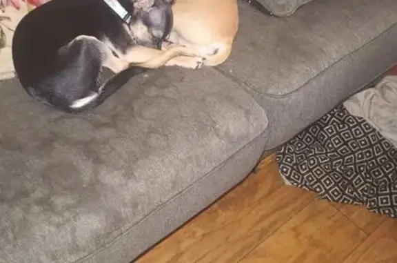 Lost Chihuahua: Black & Brown, Louisville