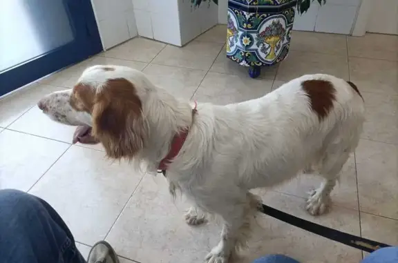 Perro Bretón Joven Rescatado e...
