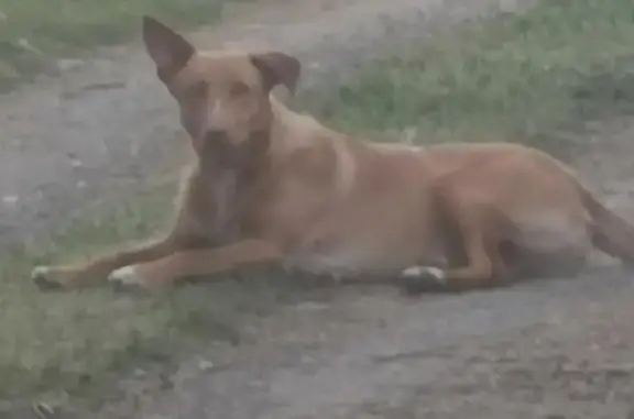 Perro Joven Canela en Estopiñá...