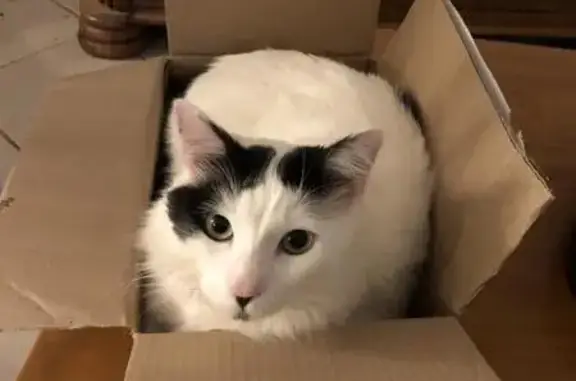 Chat perdu : Sardine, blanc/noir, collier rouge - photo