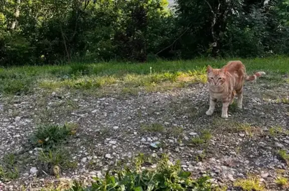 Animaux trouvés , photo: Chat trouvé Rue du Centre, Saint-Maurin