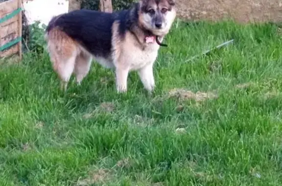 Chien perdu, croisé berger, collier noir - photo