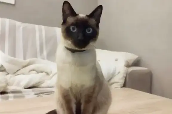 Se busca siamés perdido en Avinyó Nou