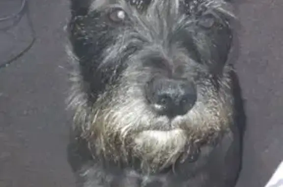 Lost Dog: Blind in One Eye, Needs Cut