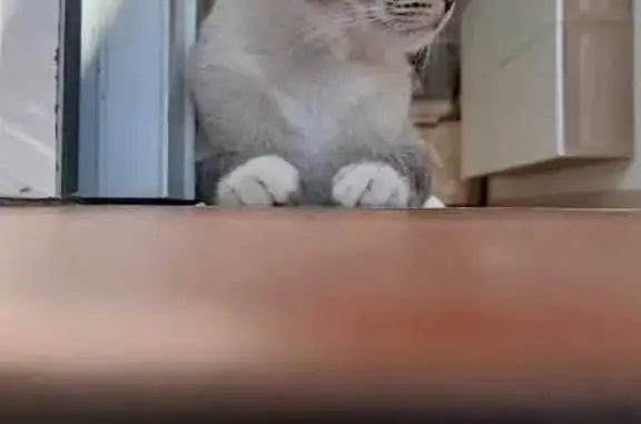 Gato Gris Perdido en Adeje: Mimoso y Castrado