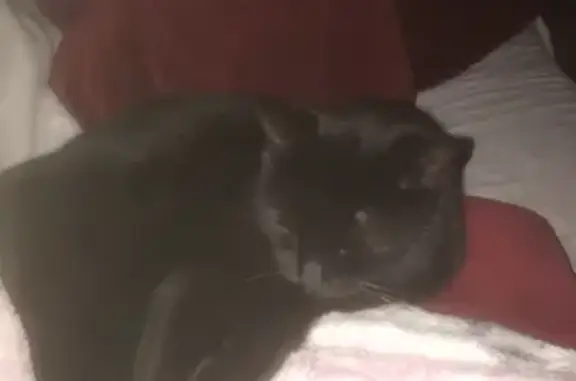Chat perdu, Jurançon, photo: Chatte noire perdue à Jurançon