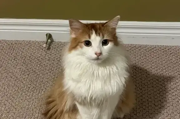 Lost Skittish Cat: Richmond Hill Area