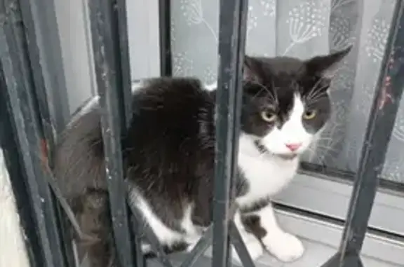 Chat perdu à Avignon, contactez-moi - photo
