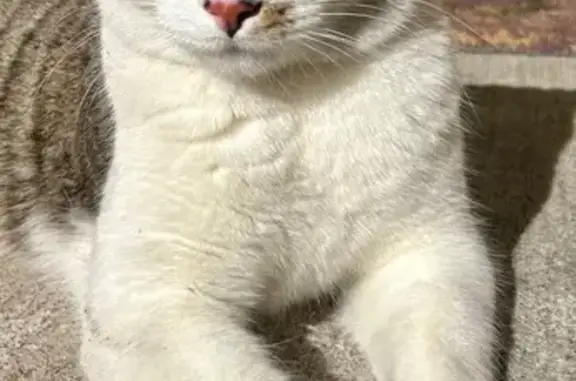 Lost Cat: Grey-White Mix, Vinecrest Ave