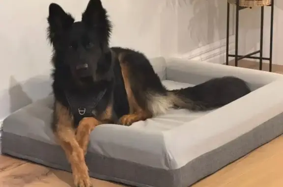 Lost Dog Alert: Missing from Bungower Rd