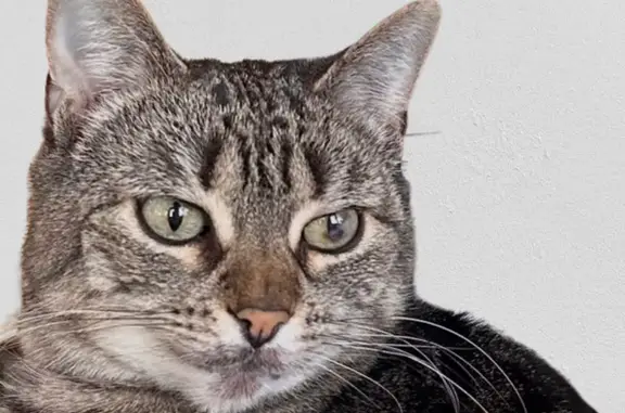 Lost Cat: Unique-Eyed Tabby in Coventry