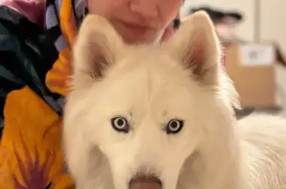 Lost: White Dog with Blue Eyes in Melbourne