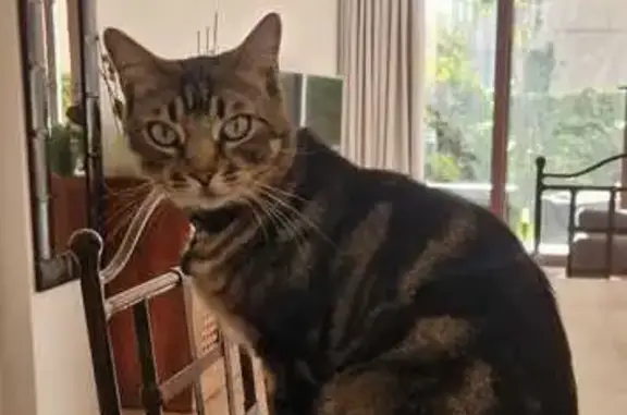 Gato Perdido en Bel-Air: Cariñoso y Chipado