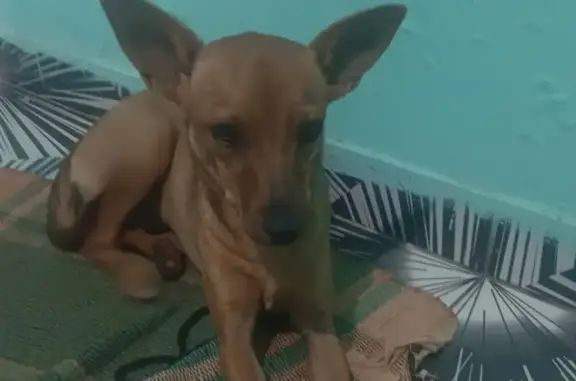 Cachorro encontrado Fêmea (brf000807) - photo