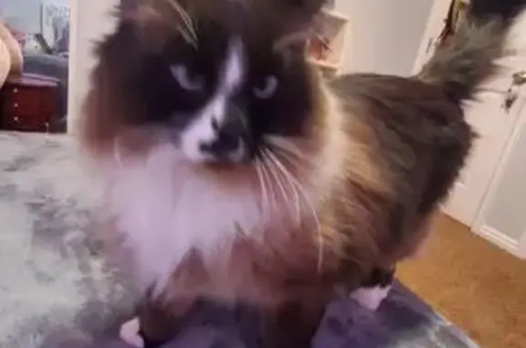Lost Ragdoll Cat: Friendly, High-Pitched Meow