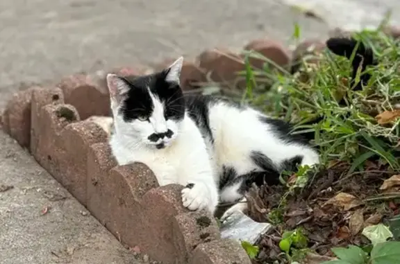 Lost: Oreo the Cat - Black & White, Chipped