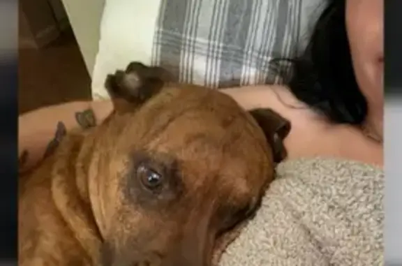 Lost Dogs: Boxer & Belgian Mix in Phoenix