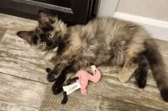 Lost Tortie Cat, 8 Months, Birch Parkway