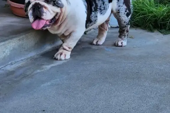 Help Find Allen: Lost English Bulldog