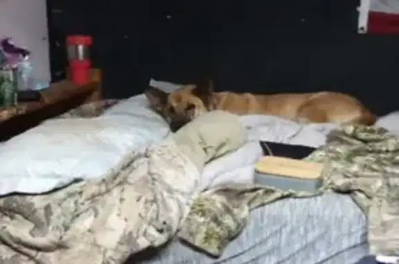 Lost Dog: Yellow Fur, Green Collar