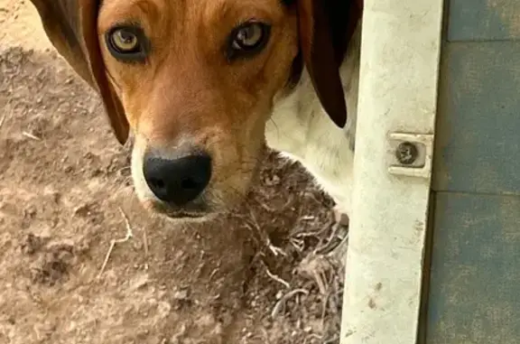 Lost Beagle: Payne St, Trinity 5187