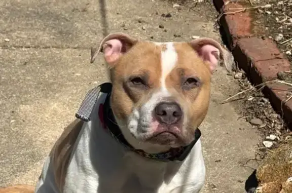 Friendly Brown & White Dog Lost in Wilmington