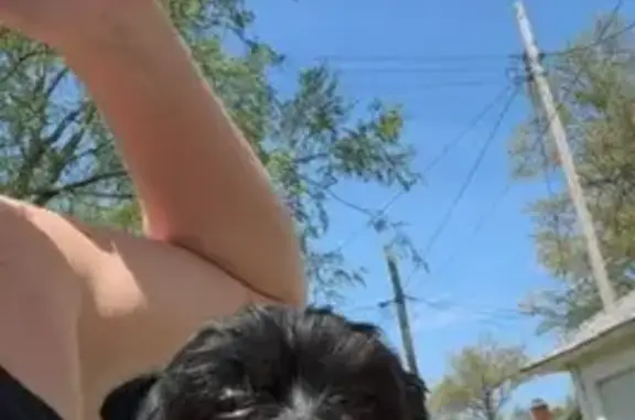 Lost Black Morkie on Boone St, Olney