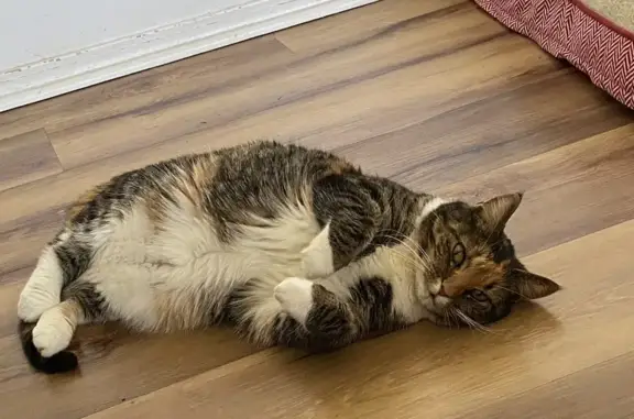 Lost Calico Cat: East Columbus Street