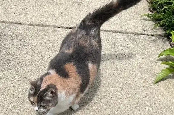 Tri-Colored Calico Found on Moundview Rd