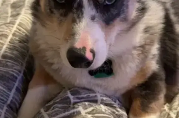 Lost Merle Corgi 'Cash' on Mount Olive Rd
